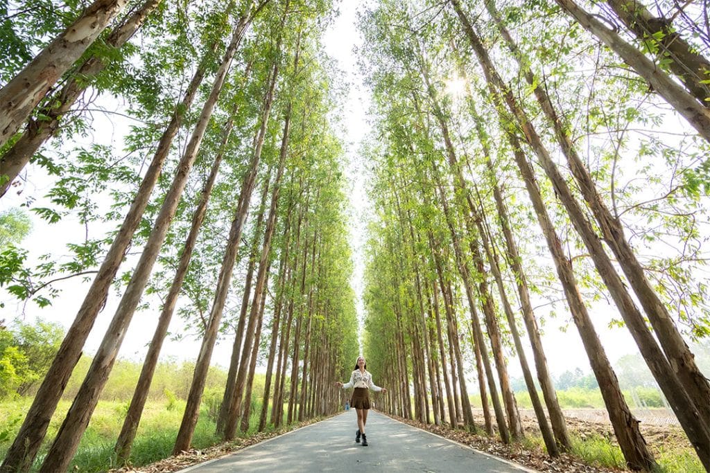 อุโมงค์ยูคาลิปตัส ม.เกษตรศาสตร์ กำแพงแสน จ.นครปฐม