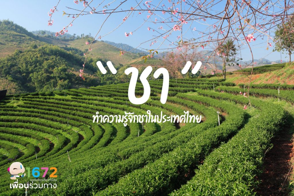 ทำความรู้จัก “ชา” ในประเทศไทย🌿