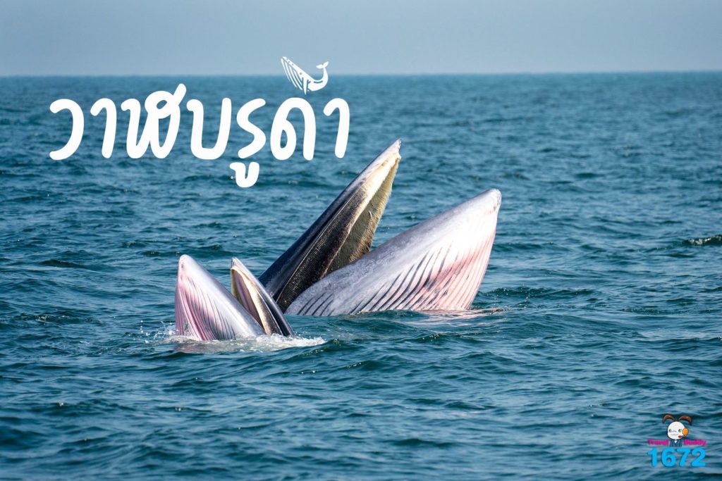 🐋 วาฬบรูด้า พี่ใหญ่แห่งท้องทะเลไทย 🐋