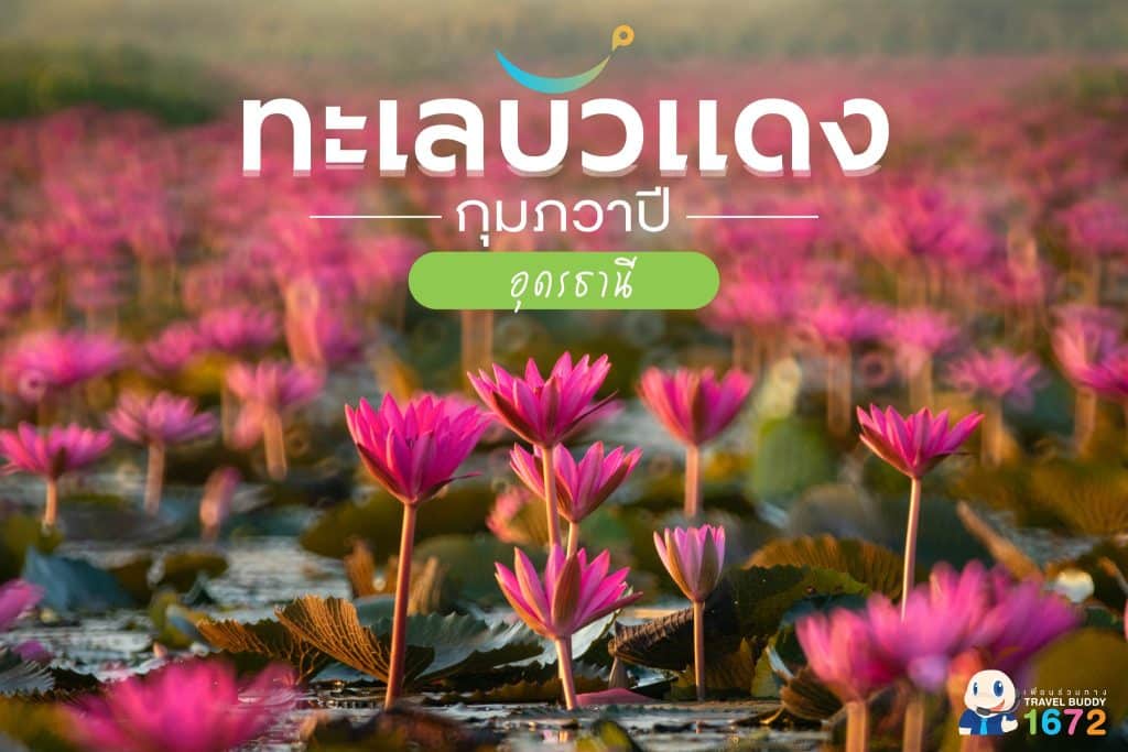 💕 ดอกบัวแดงบานแล้วนะ 💕