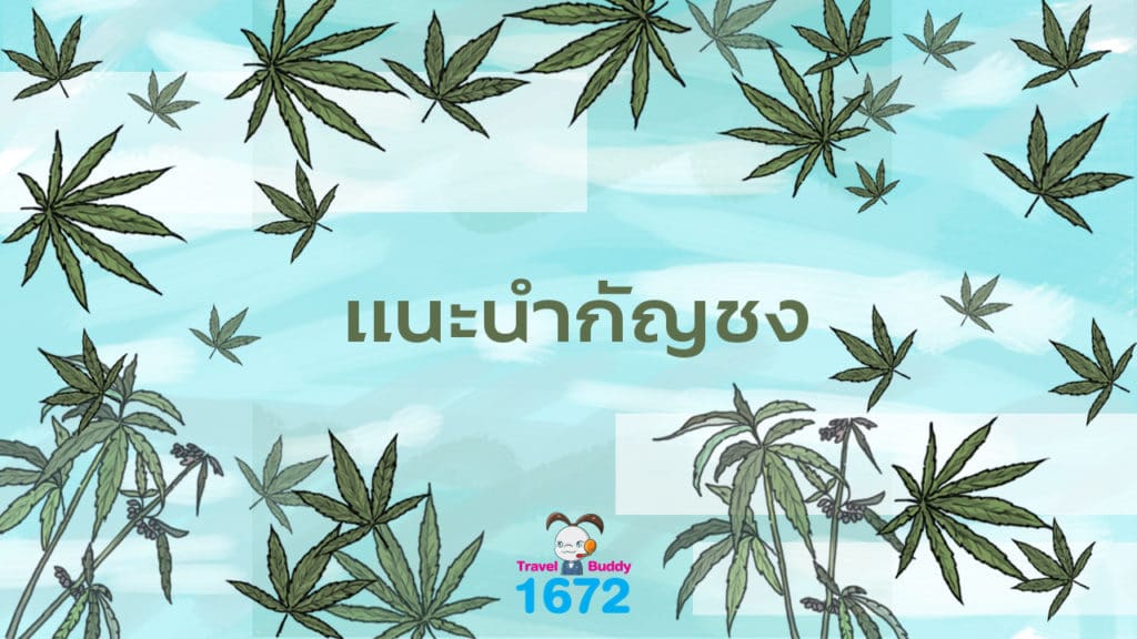 ✨ แนะนำกัญชง ✨