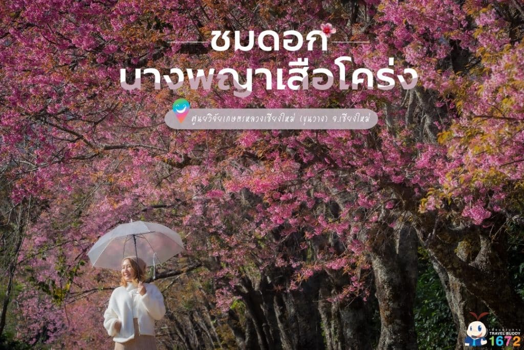 🌸 ชมดอกนางพญาเสือโคร่ง ศูนย์วิจัยเกษตรหลวงเชียงใหม่ (ขุนวาง) จ.เชียงใหม่ 🌸