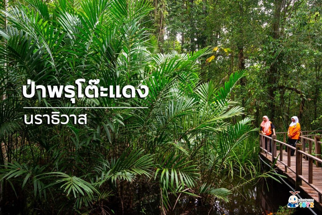 🌳 ป่าพรุโต๊ะแดง หนึ่งเดียวในไทย 🌳