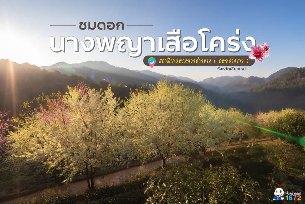 🌸 ชมดอกนางพญาเสือโคร่ง : ดอยอ่างขาง🌸