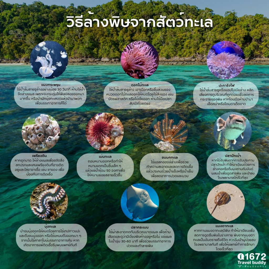 วิธีล้างพิษจากสัตว์ทะเล