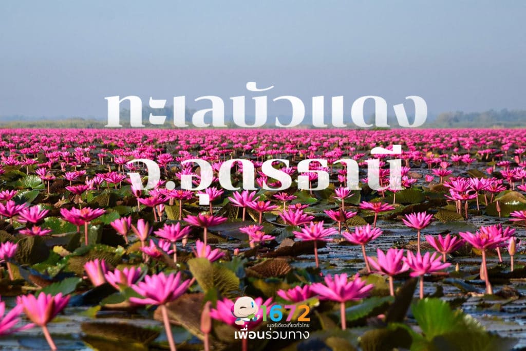 ✨ ทะเลบัวแดง จ.อุดรธานี ✨