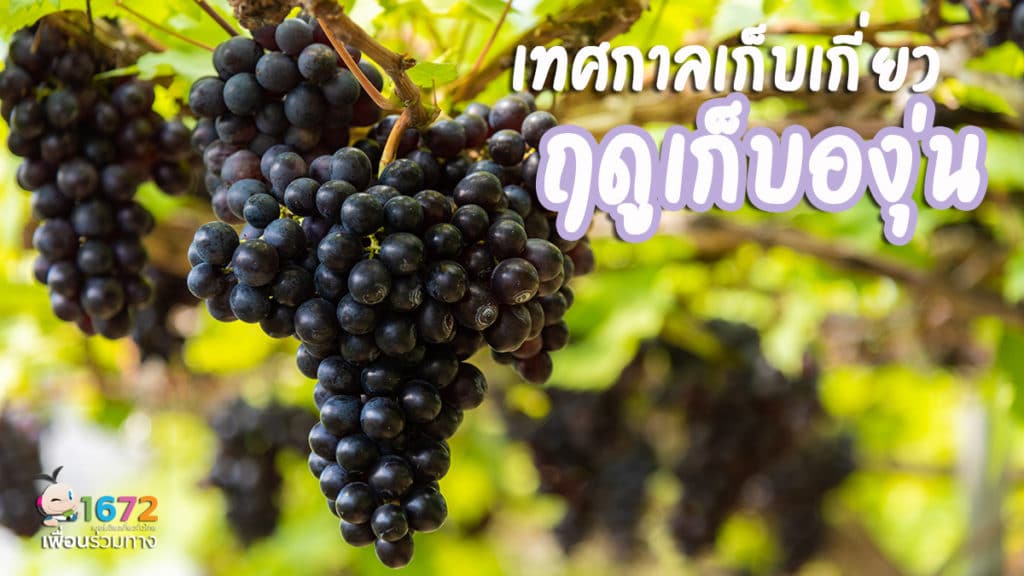 🍇 เทศกาลเก็บเกี่ยว ฤดูเก็บองุ่น 🍇