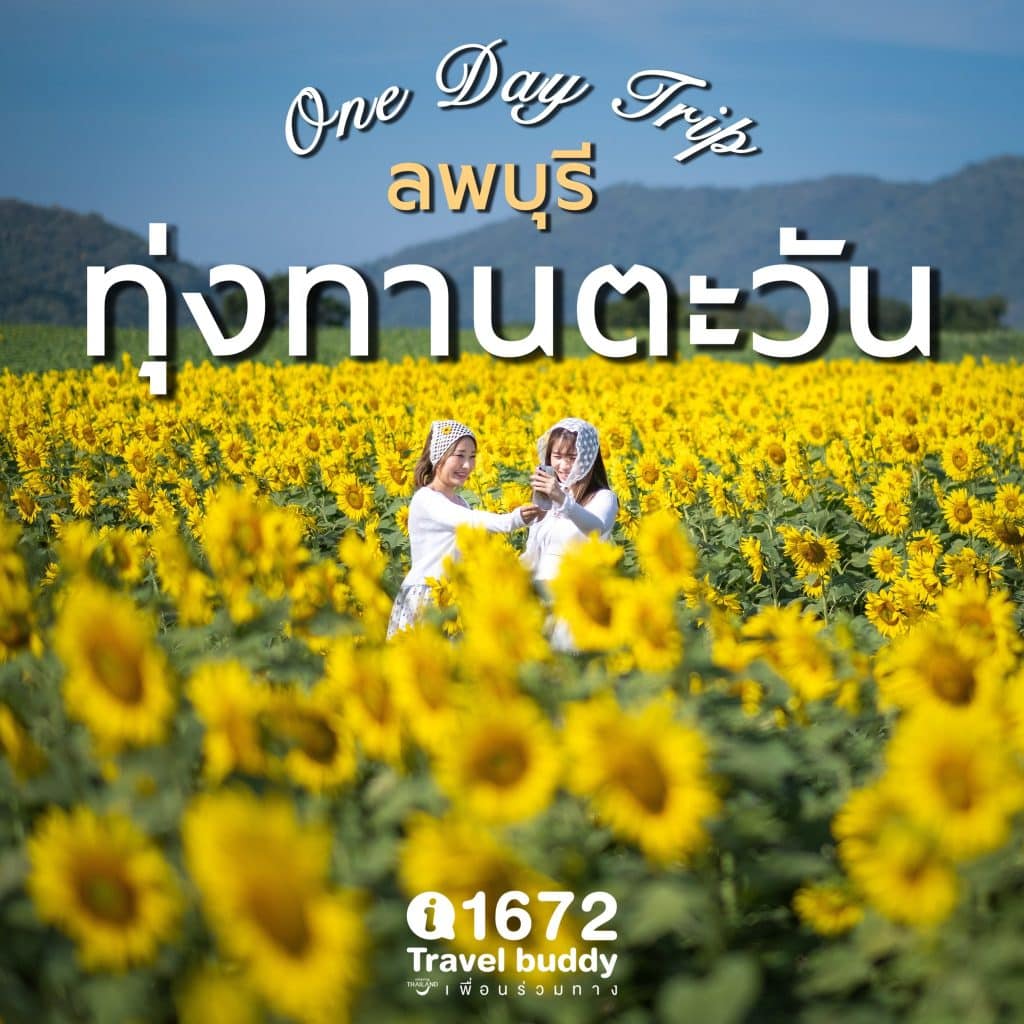 One Day Trip ทุ่งทานตะวัน จังหวัดลพบุรี