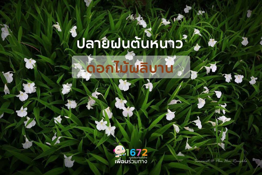 ปลายฝนต้นหนาว ดอกไม้ผลิบาน 🌸🍃