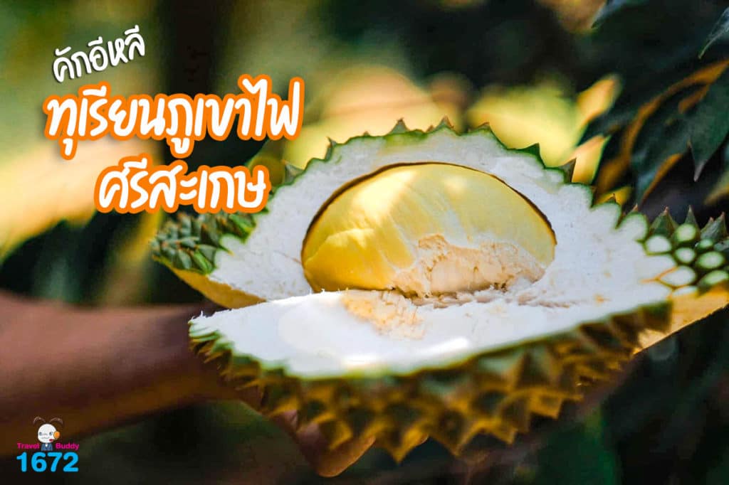 คักอีหลี “ทุเรียนภูเขาไฟ ศรีสะเกษ”