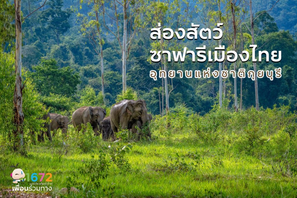 Enjoy Thailand’s best elephant safari tour at Kui Buri National Park in Prachuap Khiri Khan🐘🌿