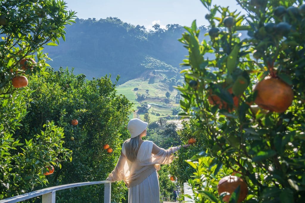 ตะลุยสวนส้ม แม่ริม จ.เชียงใหม่