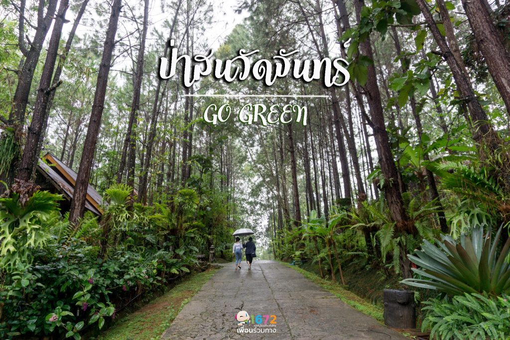 ป่าสนวัดจันทร์ เชียงใหม่