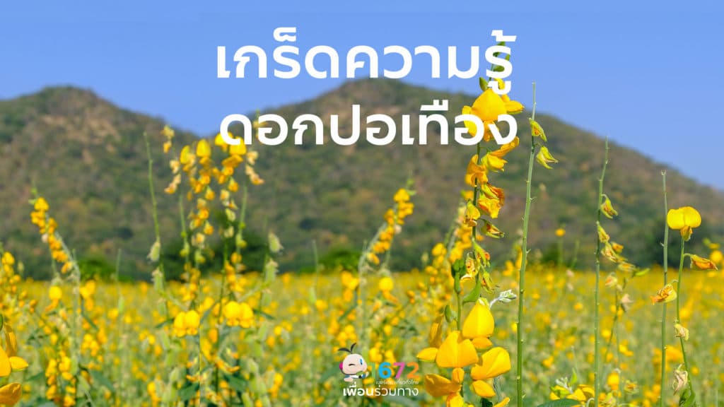 ✨ เกร็ดความรู้ดอกปอเทือง ✨
