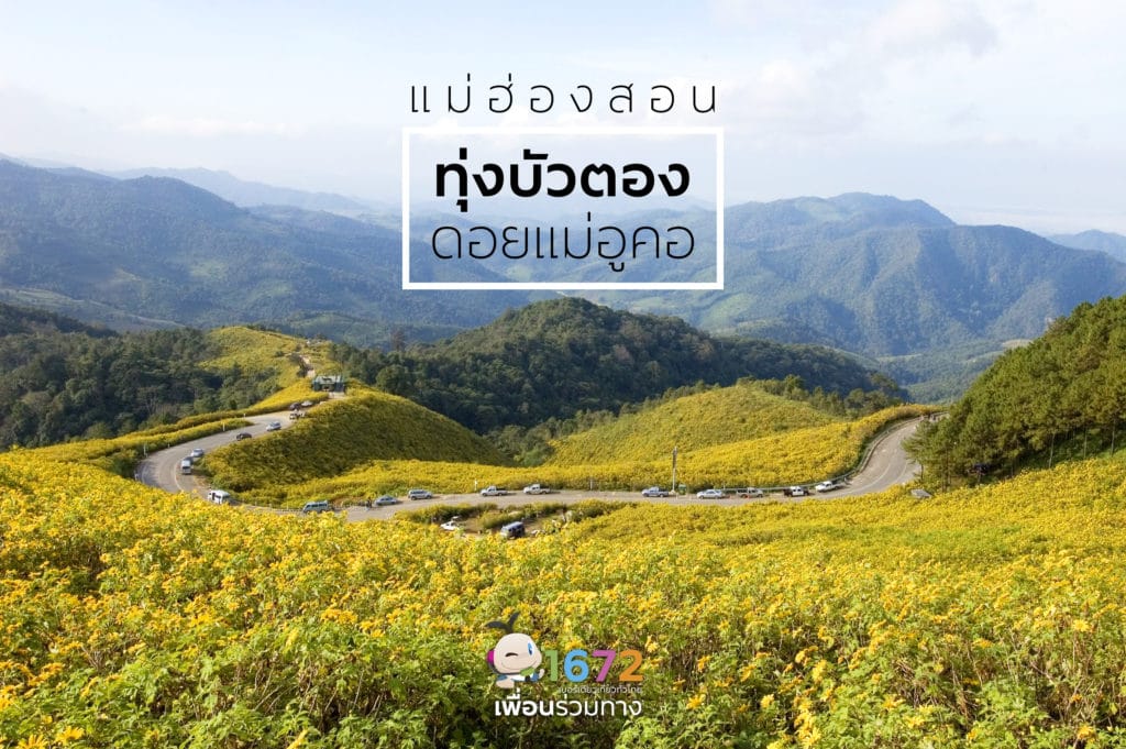 🌼ทุ่งดอกบัวตองดอยแม่อูคอ จังหวัดแม่ฮ่องสอน🌼