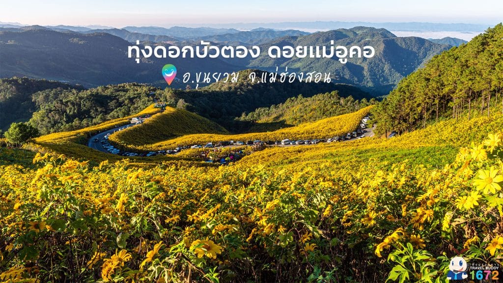✨ ทุ่งดอกบัวตอง ดอยแม่อูคอ อ.ขุนยวม จ.แม่ฮ่องสอน ✨