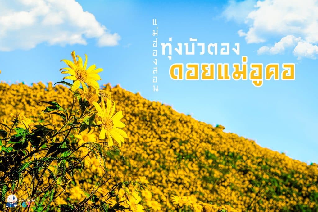 ดอกบัวตอง บานสะพรั่งทั่วหุบเขาบนดอยแม่อูคอ 🌼