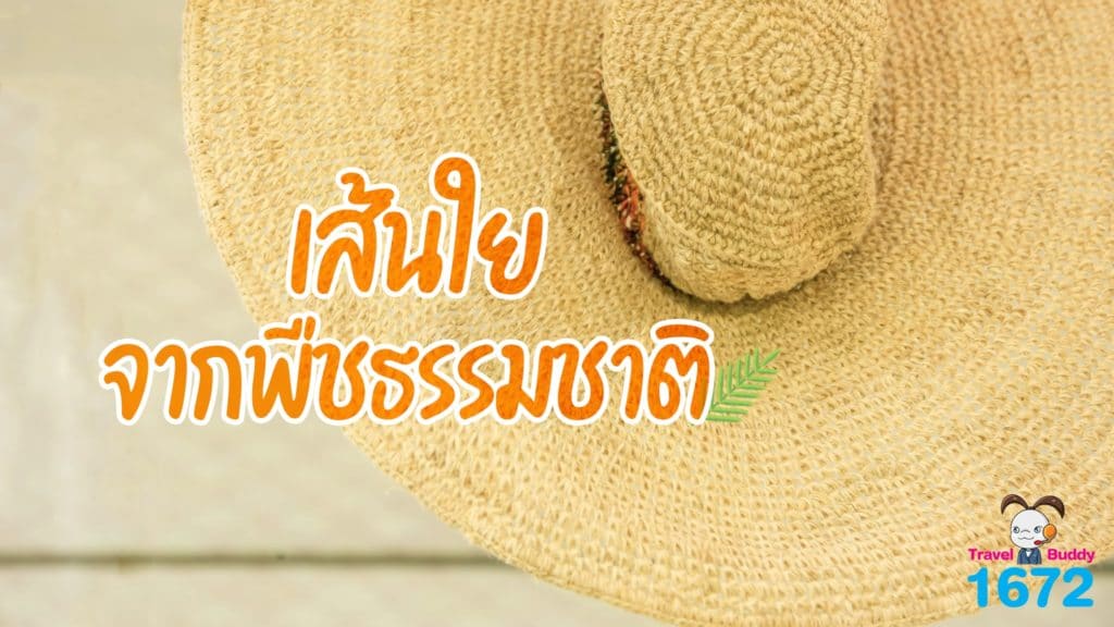 เส้นใยผ้าจากพืช🌿✨