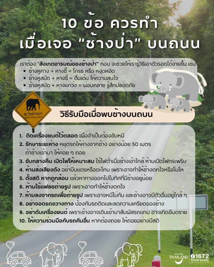 10 ข้อควรทำ เมื่อเจอ “ช้างป่า” บนถนน