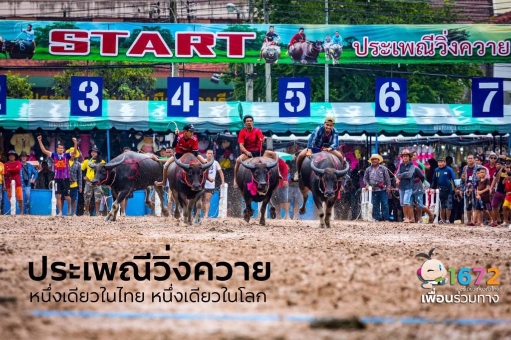 ประเพณีวิ่งควาย หนึ่งเดียวในไทยหนึ่งเดียวในโลก 🐃