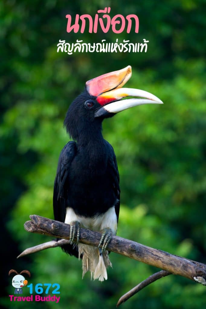 นกเงือก สัญลักษณ์แห่งรักแท้