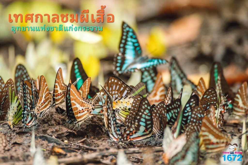 เทศกาลชมผีเสื้อ อุทยานแห่งชาติแก่งกระจาน 🦋