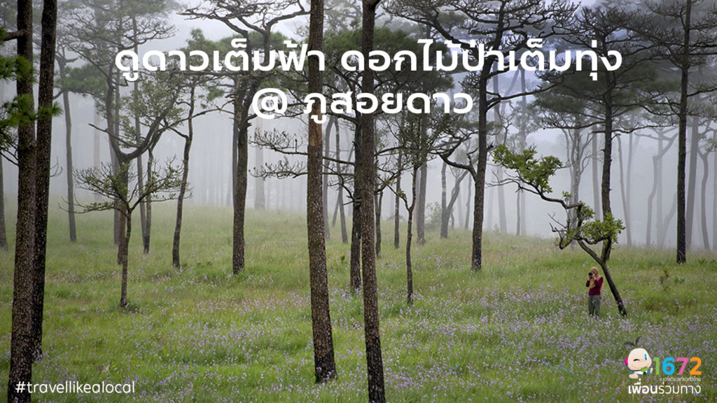 ✨ ดูดาวเต็มฟ้า ดอกไม้ป่าเต็มทุ่ง @ ภูสอยดาว ✨