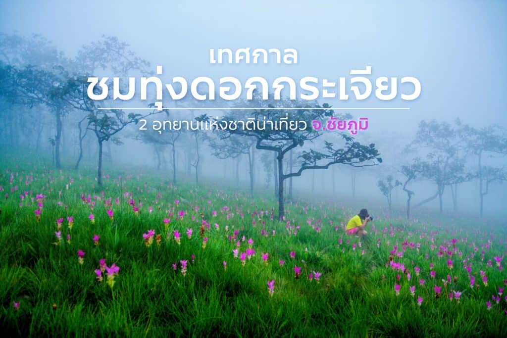 🌷 ฤดูกาลชมดอกกระเจียว : ชัยภูมิ 🌷