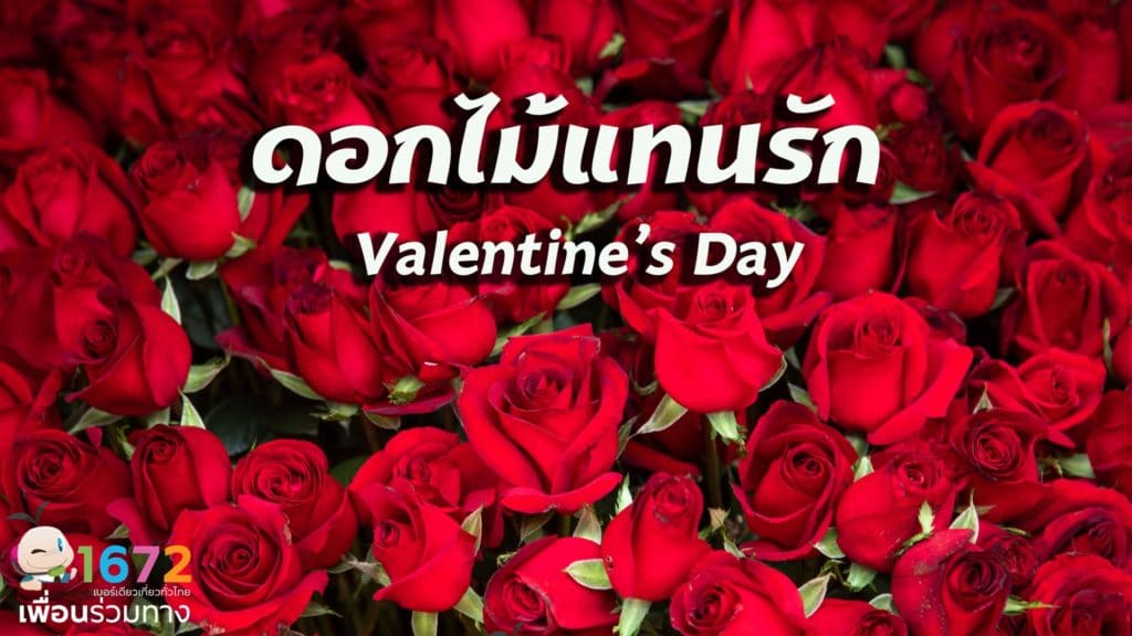 🌹 ดอกไม้แทนรัก…วันวาเลนไทน์ 💕
