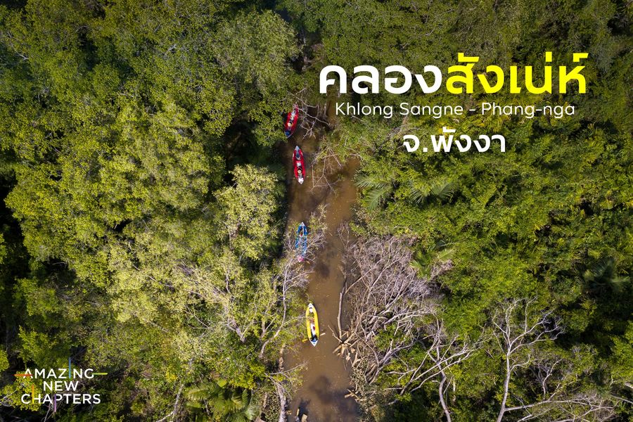 คลองสังเน่ห์ : Little AMAZON: พังงา
