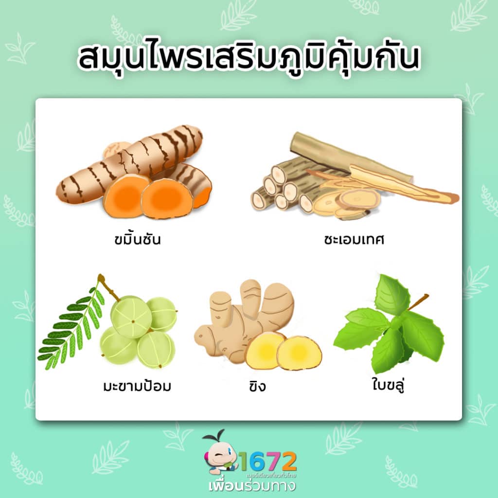 🌿 สมุนไพรเสริมภูมิคุ้มกัน 🌿