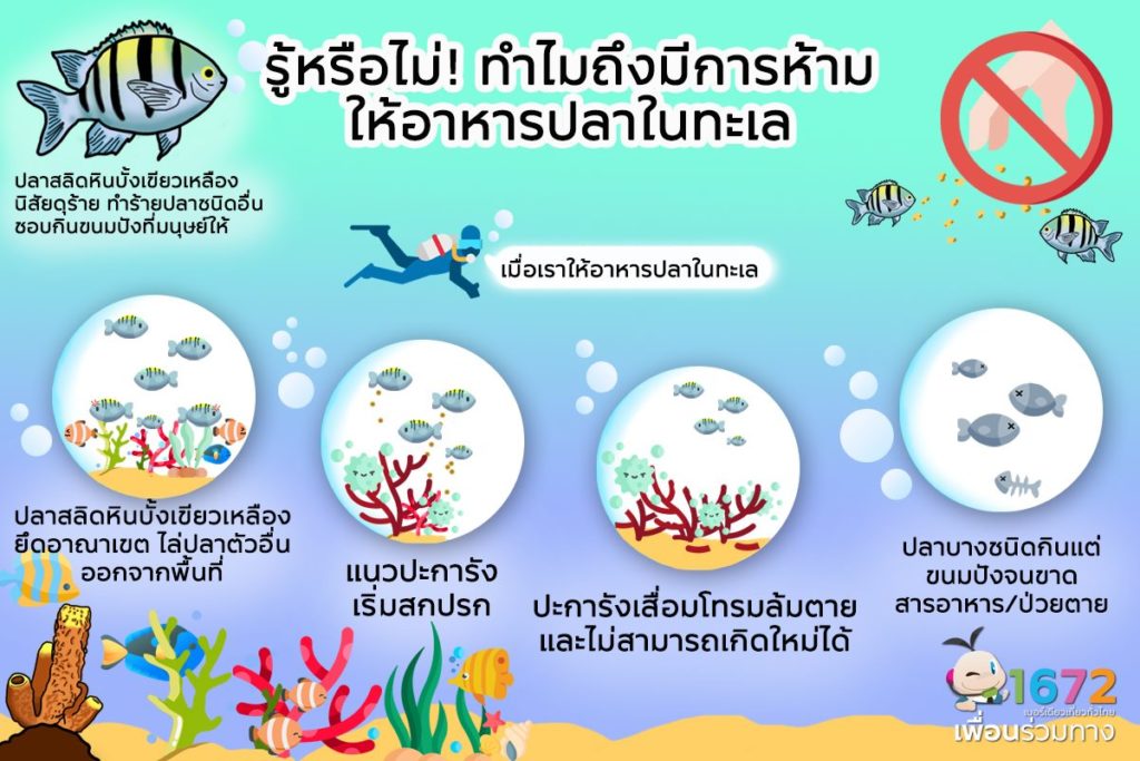 รู้หรือไม่! ทำไมถึงมีการห้ามให้อาหารปลาในทะเล 🐟
