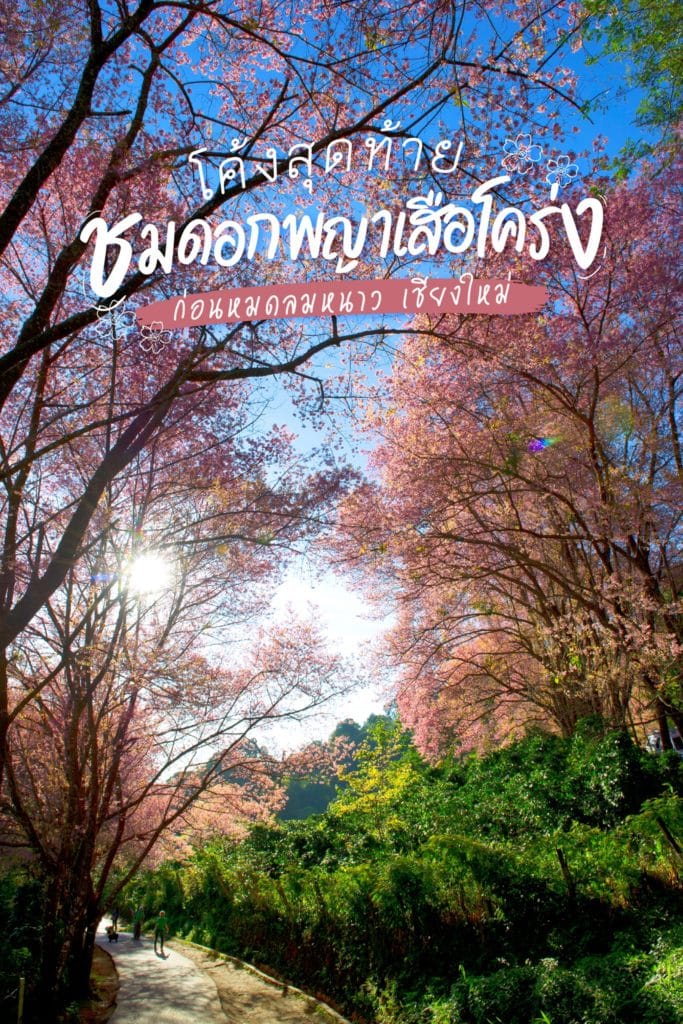 🌸 2 พิกัดชม #ดอกพญาเสือโคร่ง ทิ้งท้ายลมหนาว ที่ #เชียงใหม่ โค้งสุดท้าย พลาดแล้วพลาดเลย 🌸