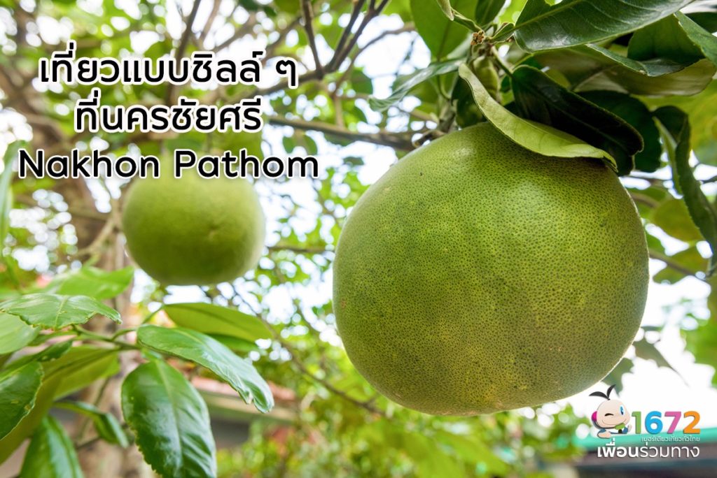 Nakhon Chai Si district of Nakhon Pathom – a family friendly destination for an outing to enjoy a pomelo buffet