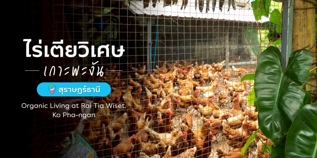 สัมผัสประสบการณ์ฟาร์มออร์แกนิกที่เป็นมิตรต่อสิ่งแวดล้อม ‘ไร่เตียวิเศษ’ จังหวัดสุราษฎร์ธานี